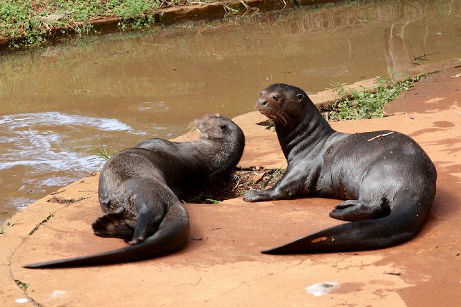 The Natural World - Giant Otters of the Amazon - Photos
