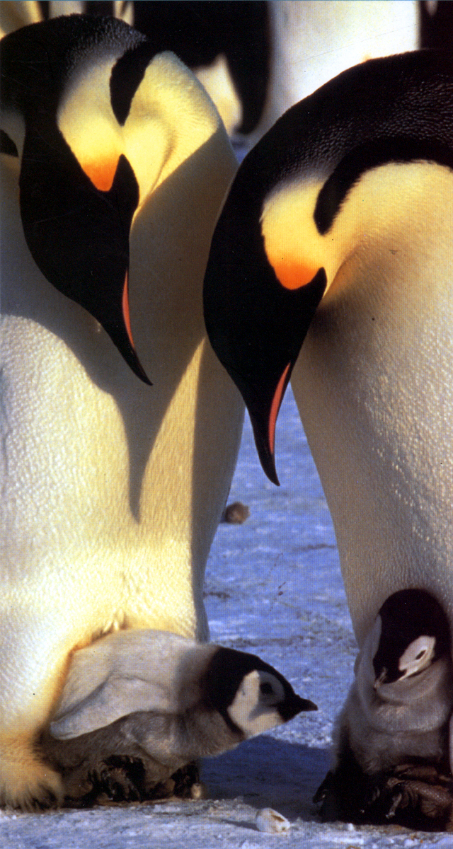 Penguins - Spy in the Huddle - Kuvat elokuvasta