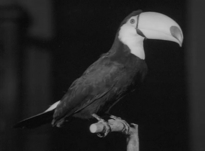 Eläintieteellinen museo - Kuvat elokuvasta