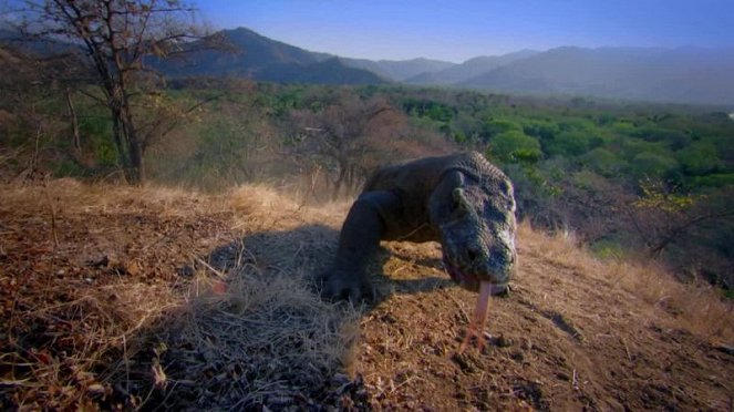 Rise of Animals: Triumph of the Vertebrates - Van film