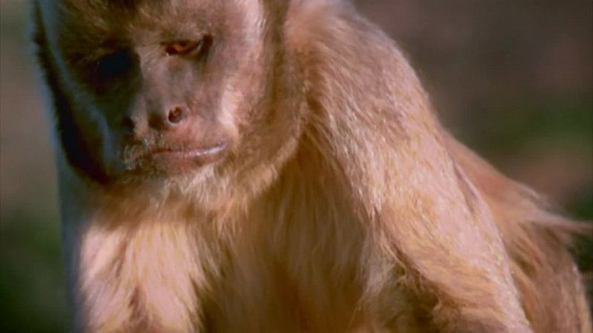 Tierische Evolution mit David Attenborough - Filmfotos
