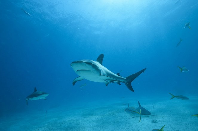 Shark Attack Survival Guide - Filmfotos