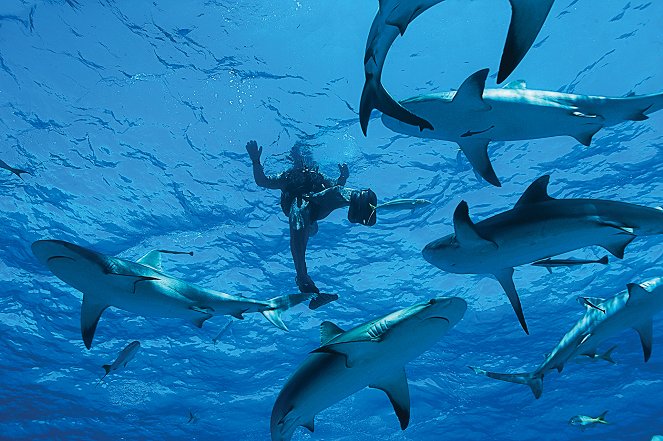 Shark Attack Survival Guide - Photos