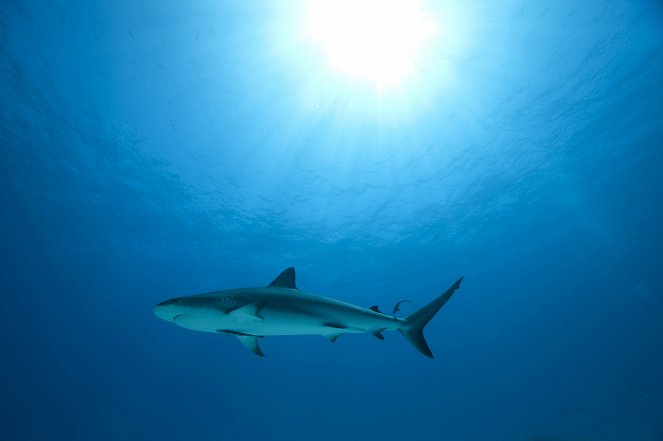Shark Attack Survival Guide - Do filme