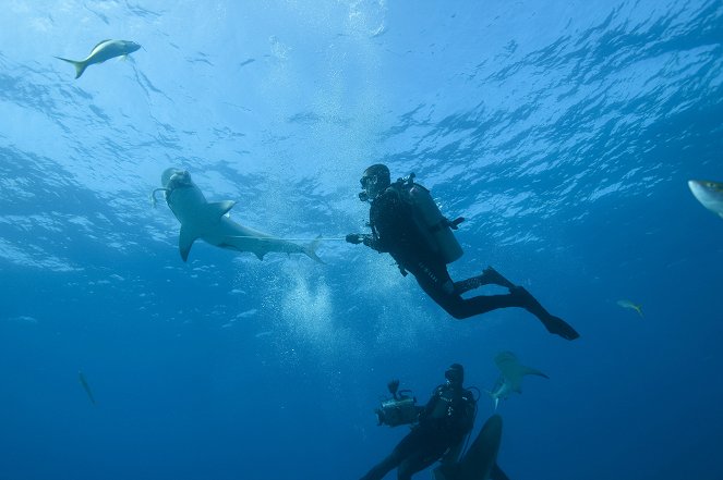 Shark Attack Survival Guide - Photos