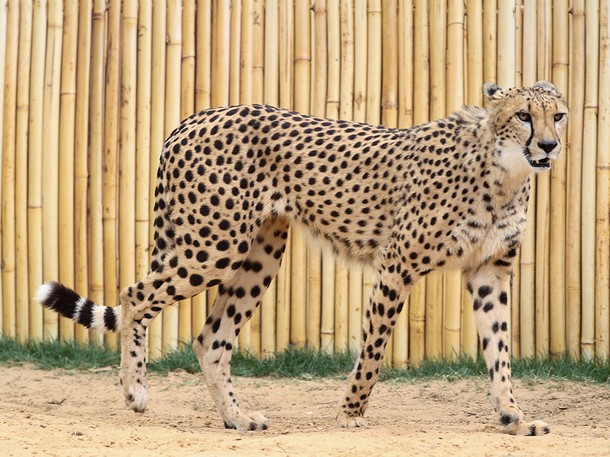 Man vs. Cheetah - Photos
