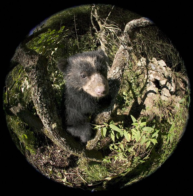 Bears: Spy in the Woods - Filmfotók