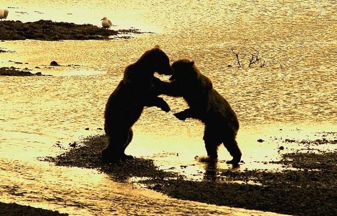 Bears: Spy in the Woods - Photos