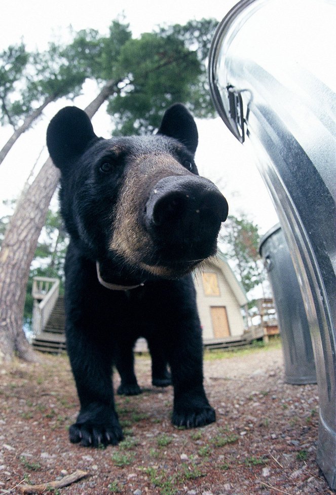 Bears: Spy in the Woods - Do filme