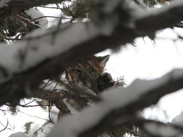 Cougar vs. Wolf - Photos