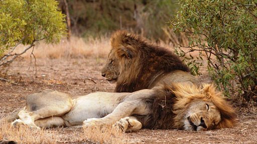 Lion Army - Filmfotók