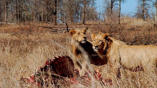 Lion Army - De la película