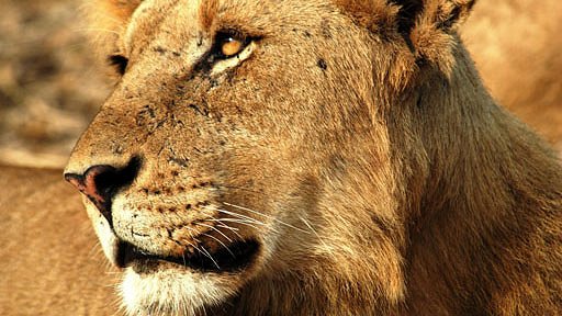 Lion Army - Do filme