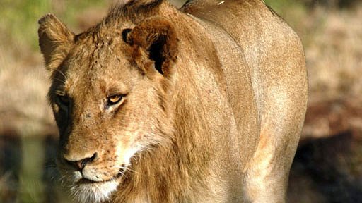 Lion Army - Kuvat elokuvasta