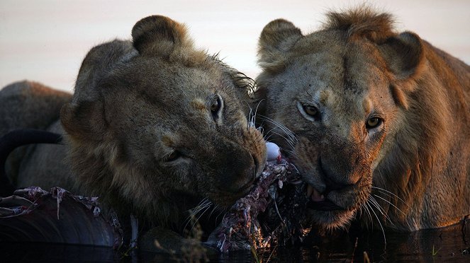 Kampf der Löwenkönige - Filmfotos