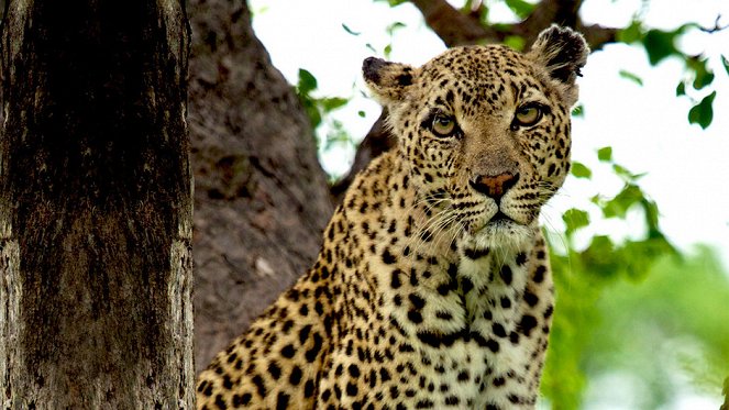Leopard Queen - Photos