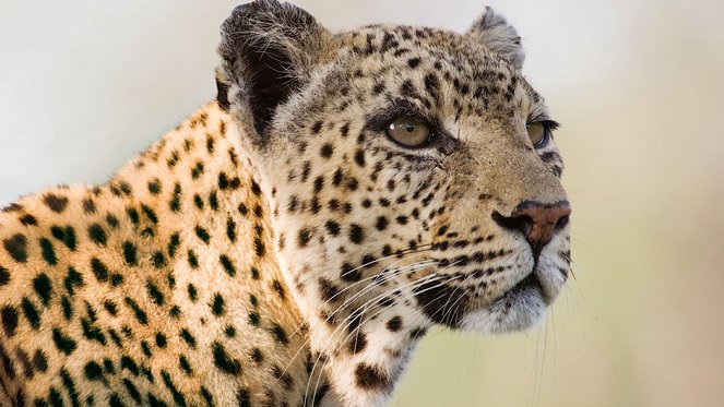 Leopard Queen - Kuvat elokuvasta