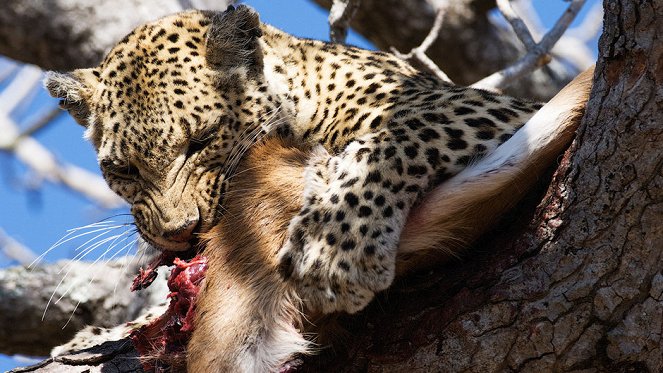 Leopard Queen - Photos
