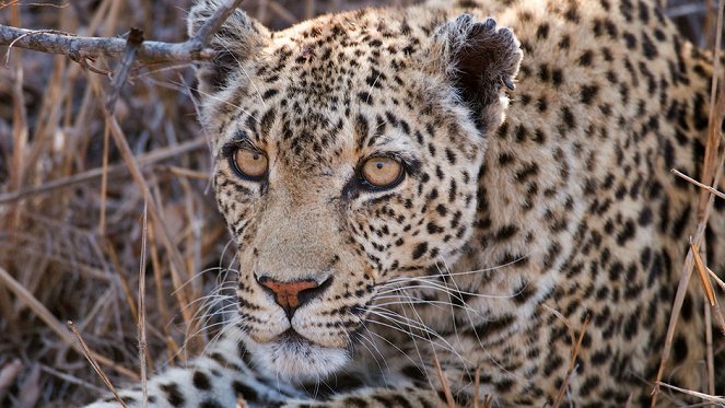 Leopard Queen - Kuvat elokuvasta