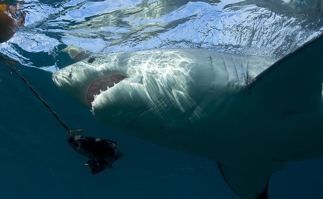 Sorozatgyilkos fehér cápa - Filmfotók
