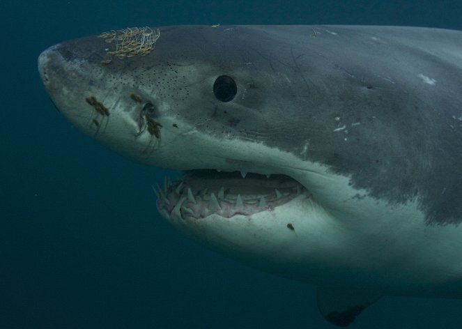 Sorozatgyilkos fehér cápa - Filmfotók