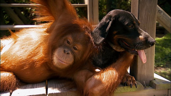 Unlikely Animal Friends - De la película