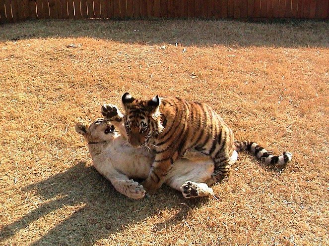 Unlikely Animal Friends - Van film