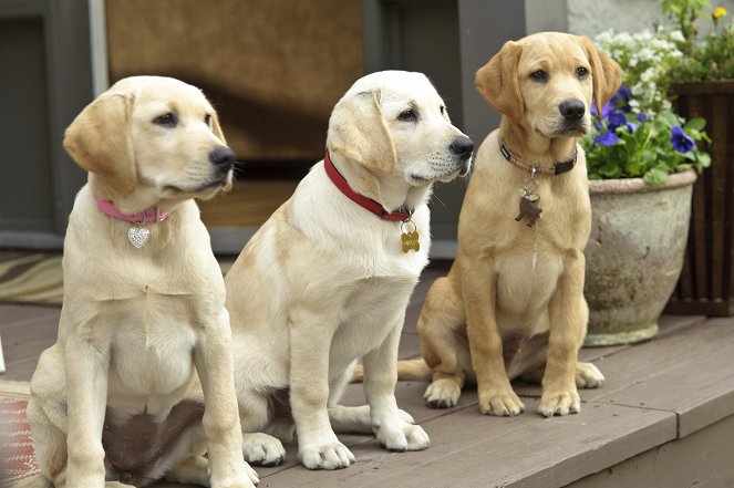 Marley & Me: The Puppy Years - Photos