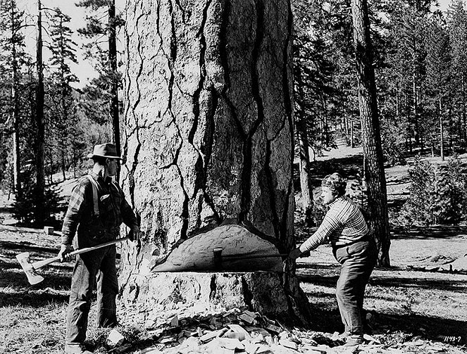 Men of the Timberland - Photos - Andy Devine