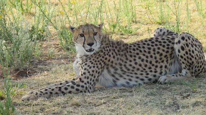 Lady Cheetah - Filmfotos