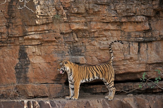 A természeti világ - Queen of Tigers - Filmfotók
