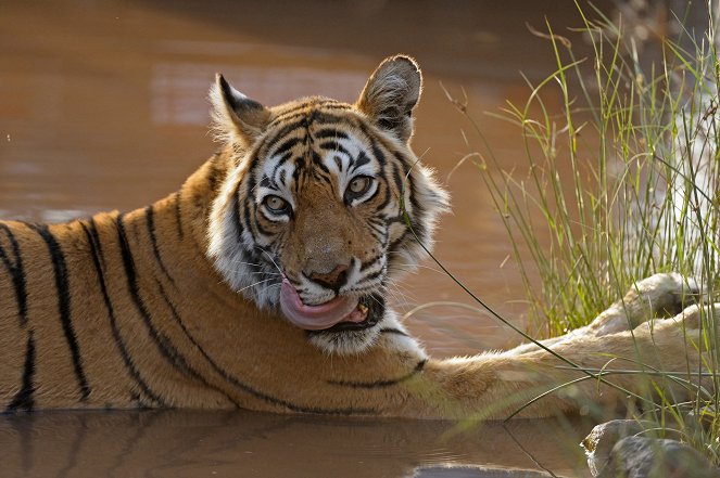 Natural World - Queen of Tigers - Filmfotos