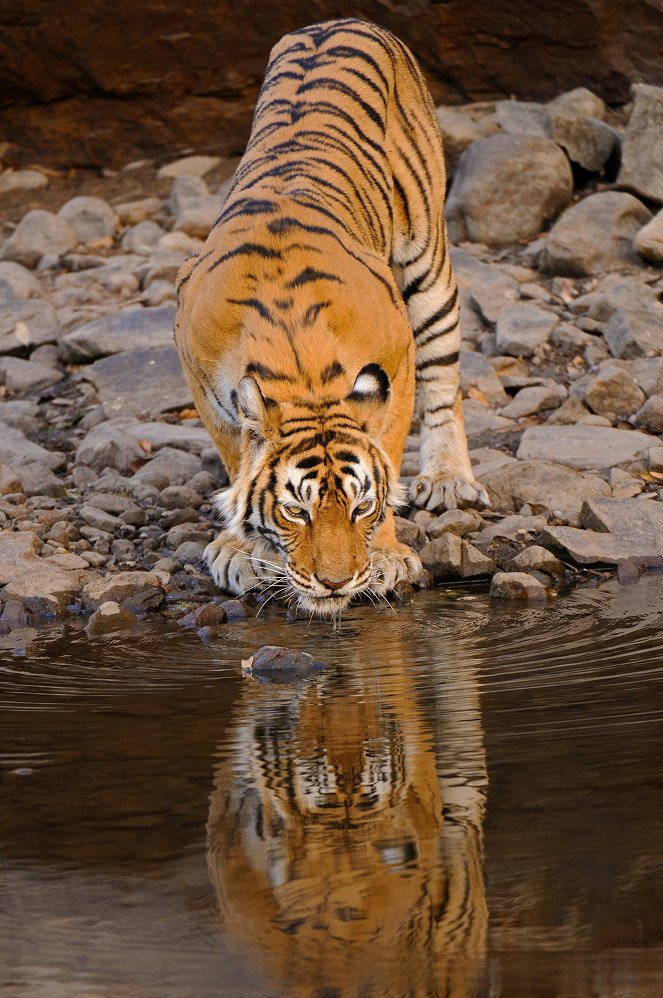 Prirodzený svet - Season 31 - Machli - tygří královna - Z filmu