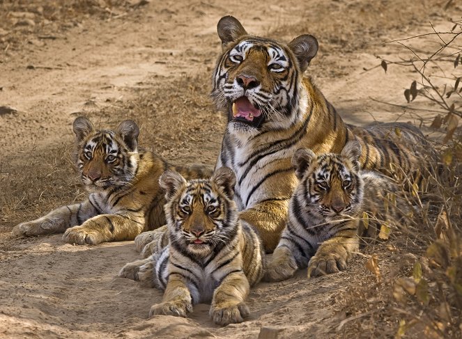Natural World - Queen of Tigers - Filmfotos