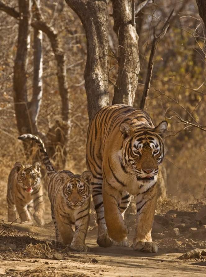 The Natural World - Queen of Tigers - Photos