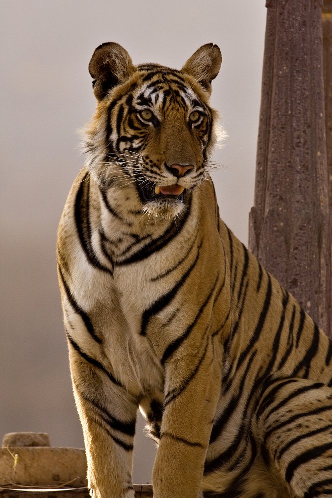 A természeti világ - Queen of Tigers - Filmfotók