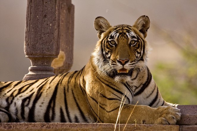Svět přírody - Machli - tygří královna - Z filmu