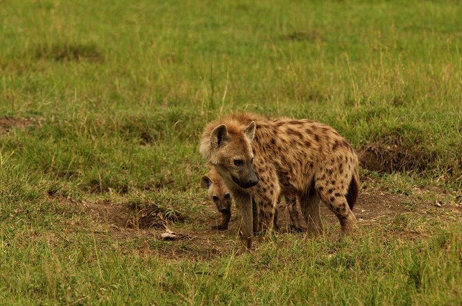Universum: Hyänen - Königinnen der Masai Mara - Van film