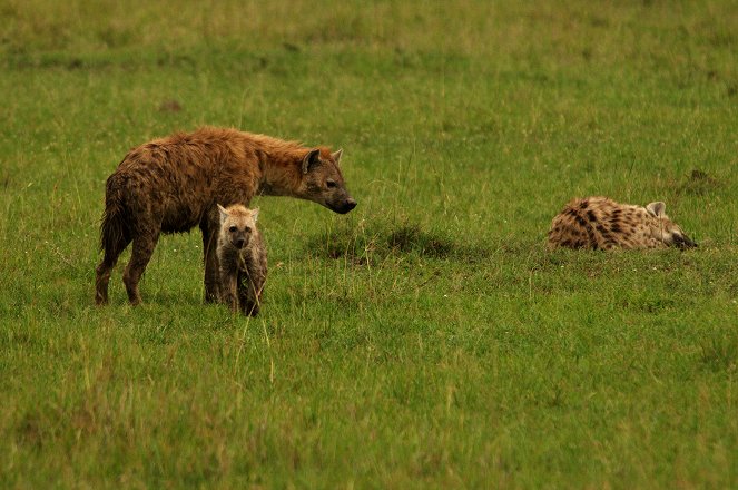 Universum: Hyänen - Königinnen der Masai Mara - Filmfotók