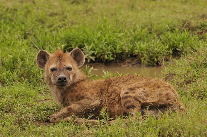 Universum: Hyänen - Königinnen der Masai Mara - Filmfotos