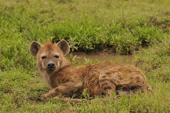 Universum: Hyena - Queen of the Masai Mara - Photos