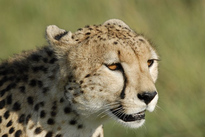 Universum: Hyänen - Königinnen der Masai Mara - Filmfotos