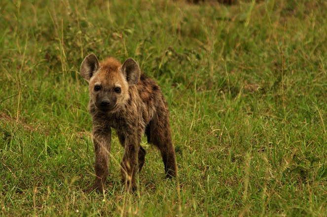 Universum: Hyena - Queen of the Masai Mara - Photos