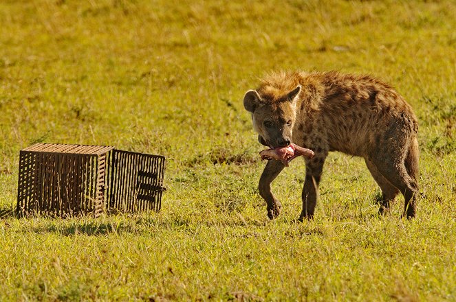 Universum: Hyänen - Königinnen der Masai Mara - De la película