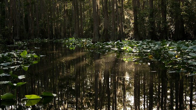 Wild Swamplands - Kuvat elokuvasta