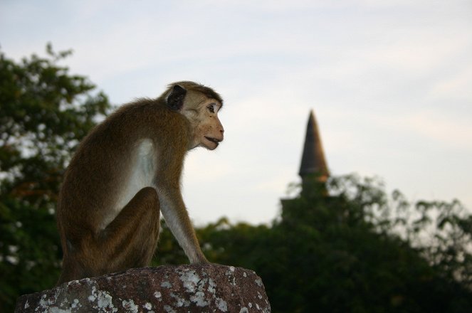 Stadt der Affen - Filmfotos