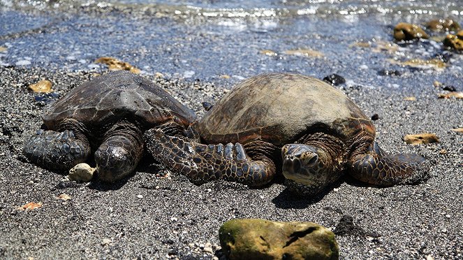 Wild Hawaii - Photos