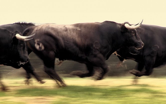 Pamplona - běh s býky 3D - Z filmu