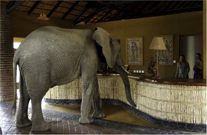 Elephants in the Room - Van film