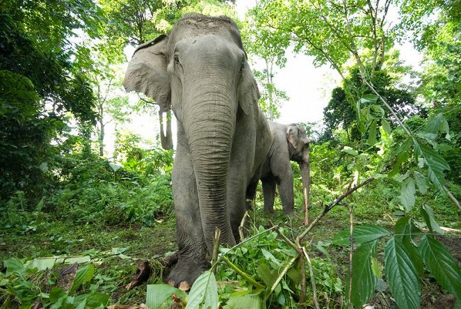 China's Last Elephants - Photos